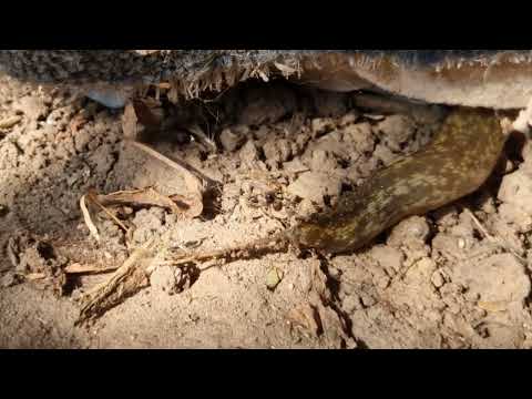 Slug and spider