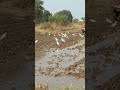pakshulu( kongallu) gumpuluga vachai aharam kosam🐦🕊🐦🐦🌾🌾🌾🌾🌾🌾🌾🌾