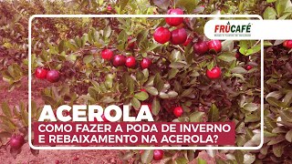 Como Fazer a Poda de Inverno e Rebaixamento na Acerola?