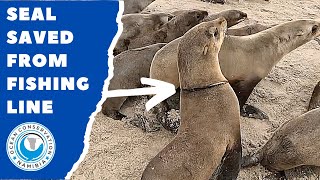 Seal Saved From Fishing Line
