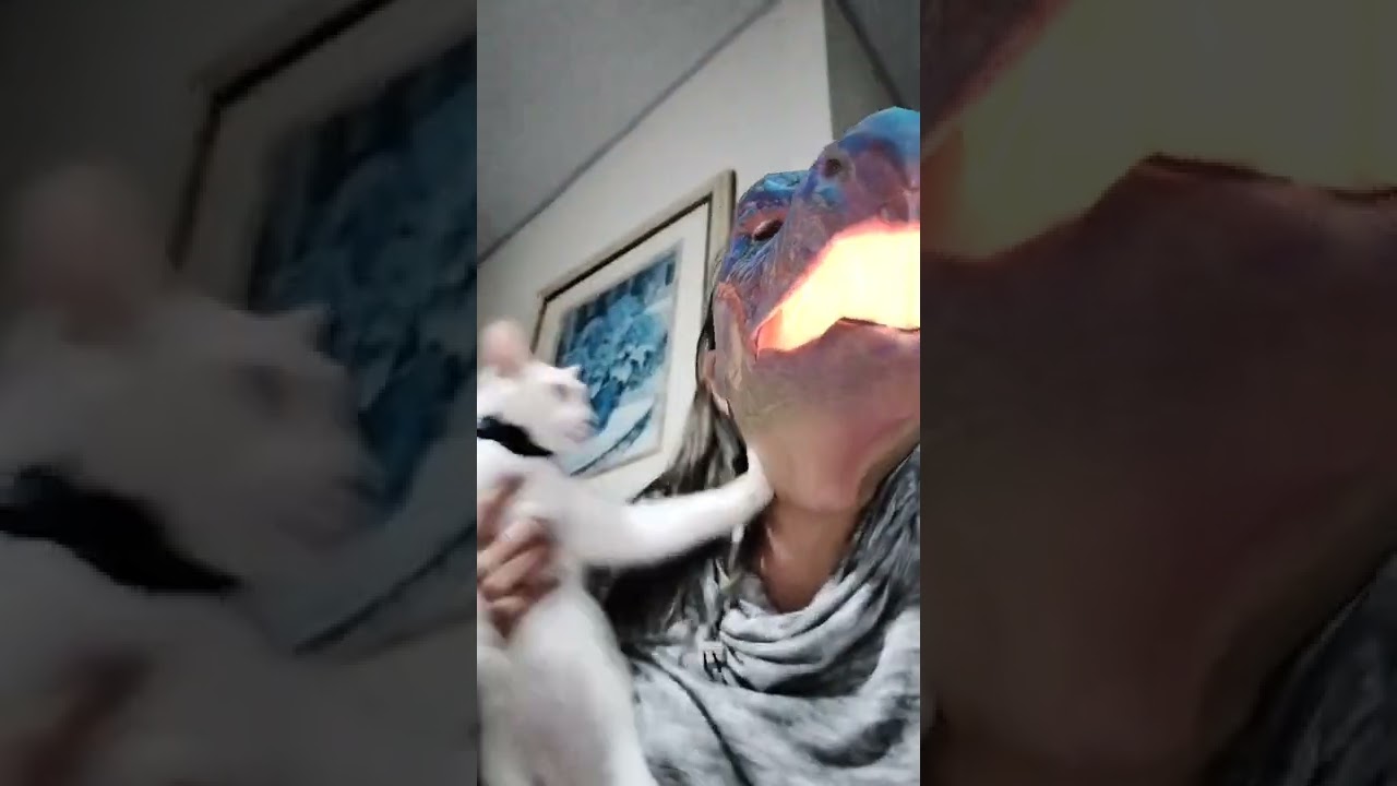 filter scares cat