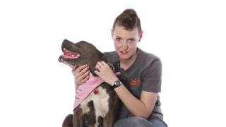 Adopt Louise at NKLA