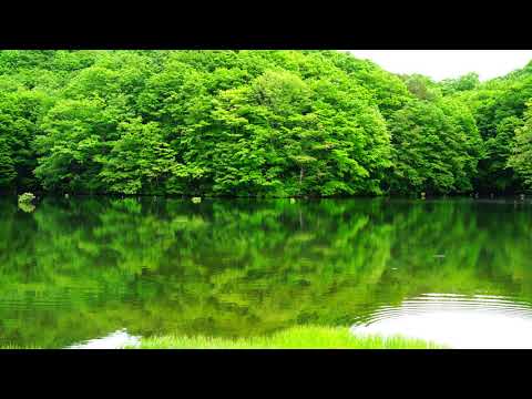 裏磐梯 曲沢沼 新緑から深緑へ