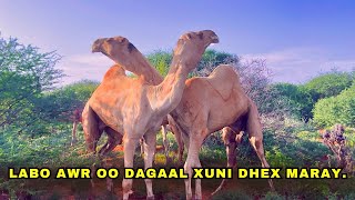 Download lagu LABO BAARQAB OO GEEL ISKU LAAYAY || INA MIISAAN IYO AWR KALE.