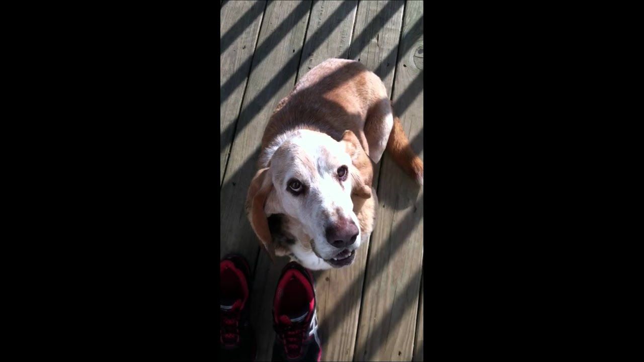 Fred Easterwood the Basset Hound