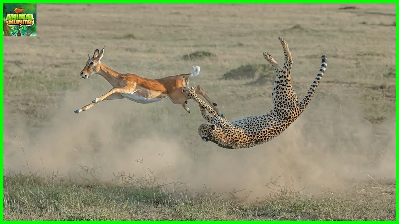 Cheetah vs Pronghorn Which Is Faster? - YouTube