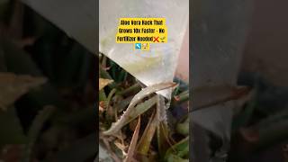Aloe Vera Hack That Grows 10x Faster - No Fertilizer Needed#shorts#aloevera#growth#fast#hack#plants