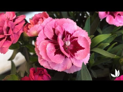 Vidéo: Oeillets Annuels: Variétés Et Culture