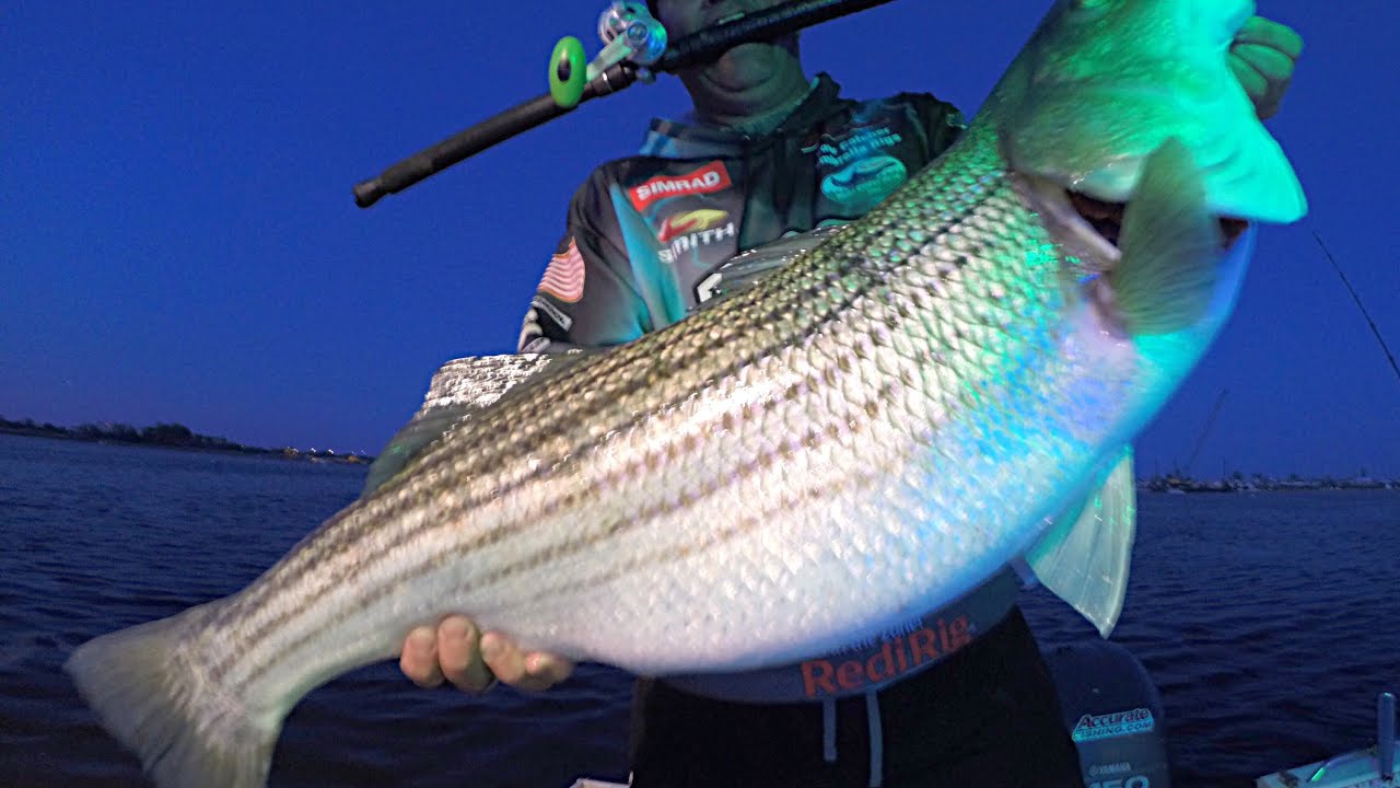 NEW Accurate Fury! A reel specially designed for Striped Bass