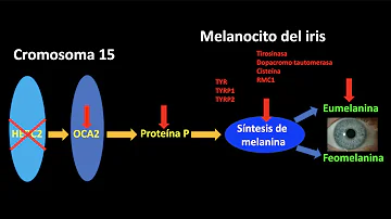 ¿Cómo se transmiten los ojos azules?