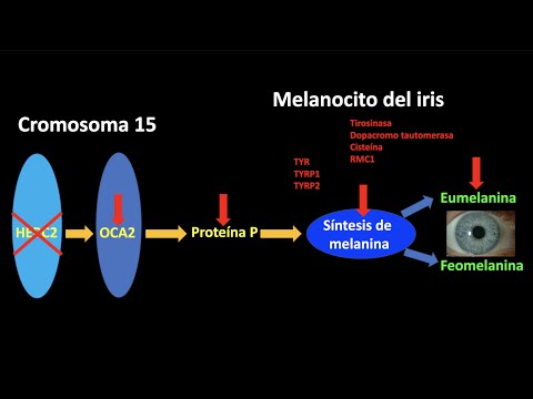 Video: ¿El gen del ojo azul es recesivo?