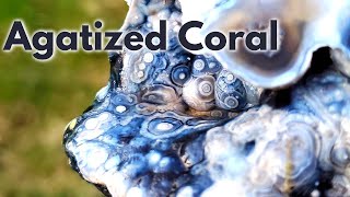 Cutting AGATIZED CORAL Fossils | Botryoidal Agate Geodes | Lapidary