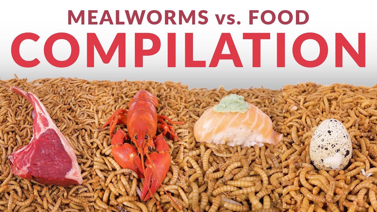 HUGE Mealworms vs. Food Compilation YouTube