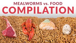 HUGE Mealworms vs. Food Compilation