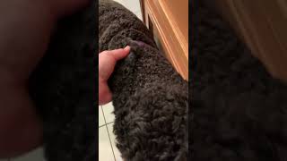 Cute Labradoodle Duster Tail