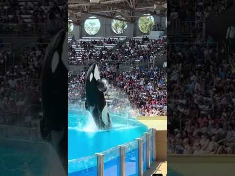 Seaworld needle june 18th 2018