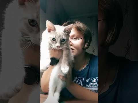видео с котиком