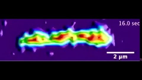 Mechanics and Single-Molecule Interrogation of DNA Recombination: Supplemental Video 5