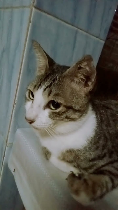 lirikan matanya #catlovers #kucing #hiburan #hewanlucu #viral #shorts