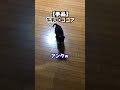 2頭飼いのリアル #shorts