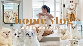 HOME VLOG EP.3 | เตรียมบ้านต้อนรับแมวใหม่