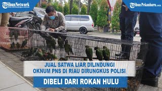 Oknum PNS di Riau Dibekuk Polisi Usai Jual Satwa Liar Dilindungi di Medsos