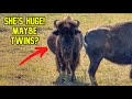 Biggest Cow We&#39;ve Had! New Ranch Reveal!