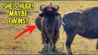 Biggest Cow We've Had! New Ranch Reveal!