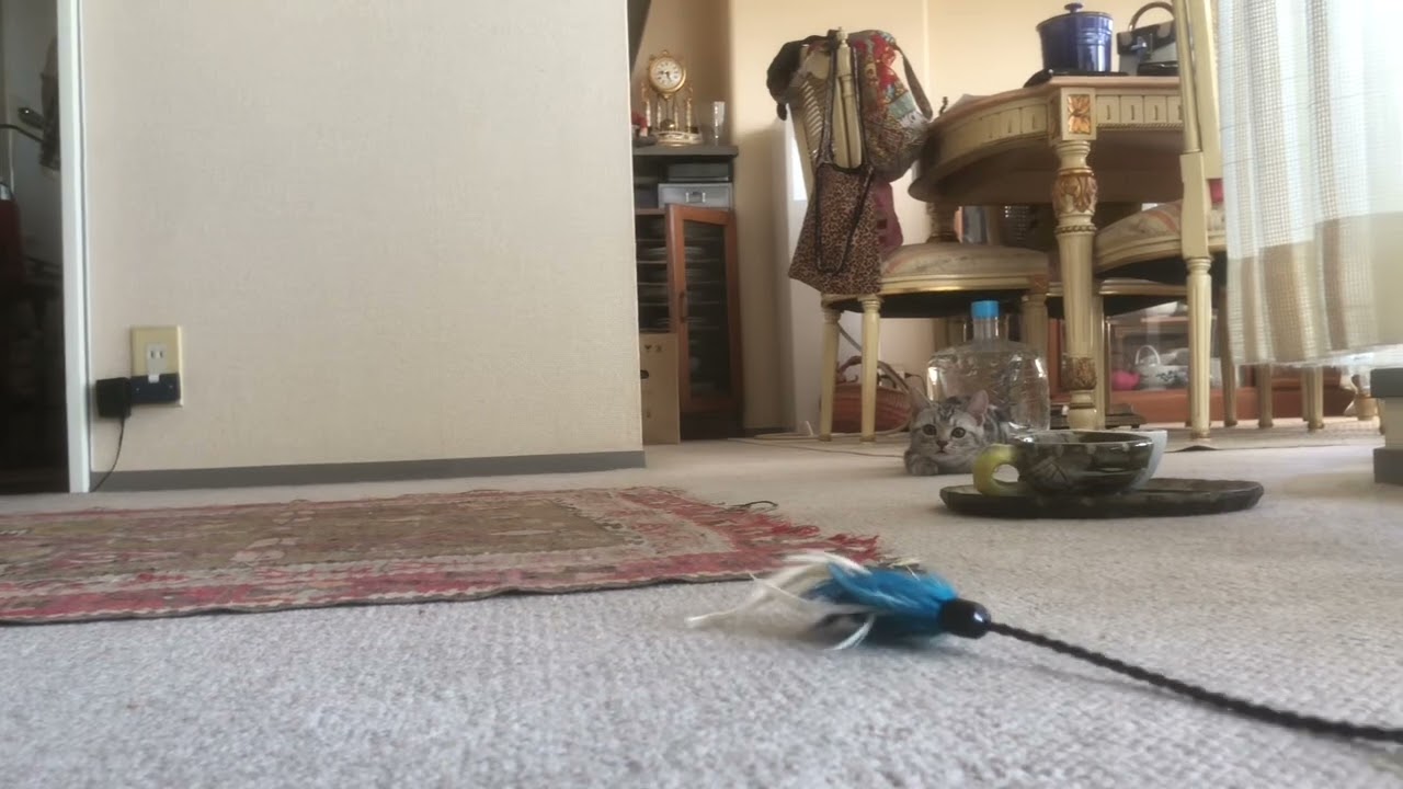 猫のマデが遊ぶ