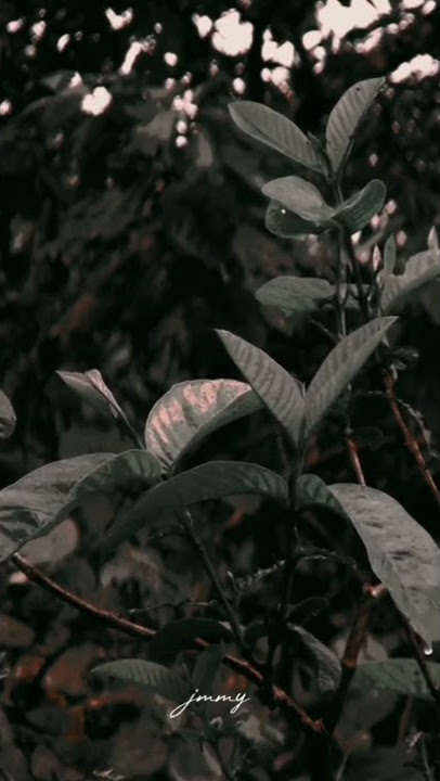 busyrolana nilnal muna