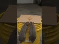 DIY Simple Cardboard Bucket Rat Trap That Works! 🐀📦 | Easy Mouse Trap