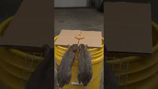 DIY Simple Cardboard Bucket Rat Trap That Works! 🐀📦 | Easy Mouse Trap