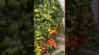 Grow Tomatoes Fast at Home 🍅 #Tomato #Gardening #Farming #Organic