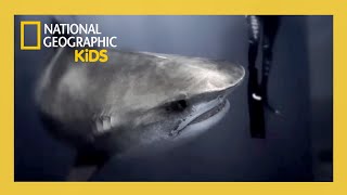 worlds biggest tiger shark full episode natgeokids