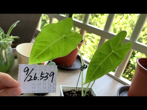 【園藝539】9月26日(二)絨葉觀音蓮終於長出第三片葉子！