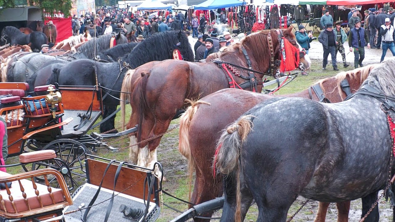 Târg expozițional de cai Valea Străjii - Bistrița Năsăud 26 Octombrie 2025 ep.2