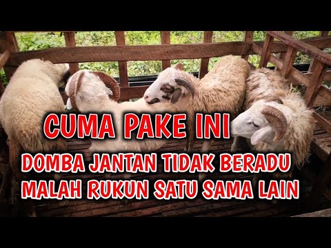 Cara Agar Kambing Tidak Berantem