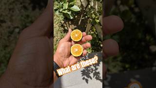 Are These Lemons Limes Or Oranges? #ecuador #lemontree #tropicalfruit