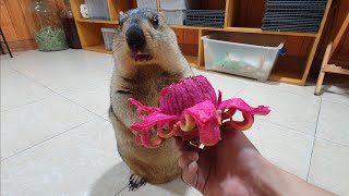 marmot doesn't seem to like red dragon fruit