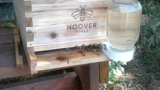Hive Includes Frames