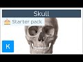 Bones of the skull neurocranium and viscerocranium  human anatomy  kenhub