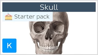 Bones of the Skull: Neurocranium and Viscerocranium - Human Anatomy | Kenhub