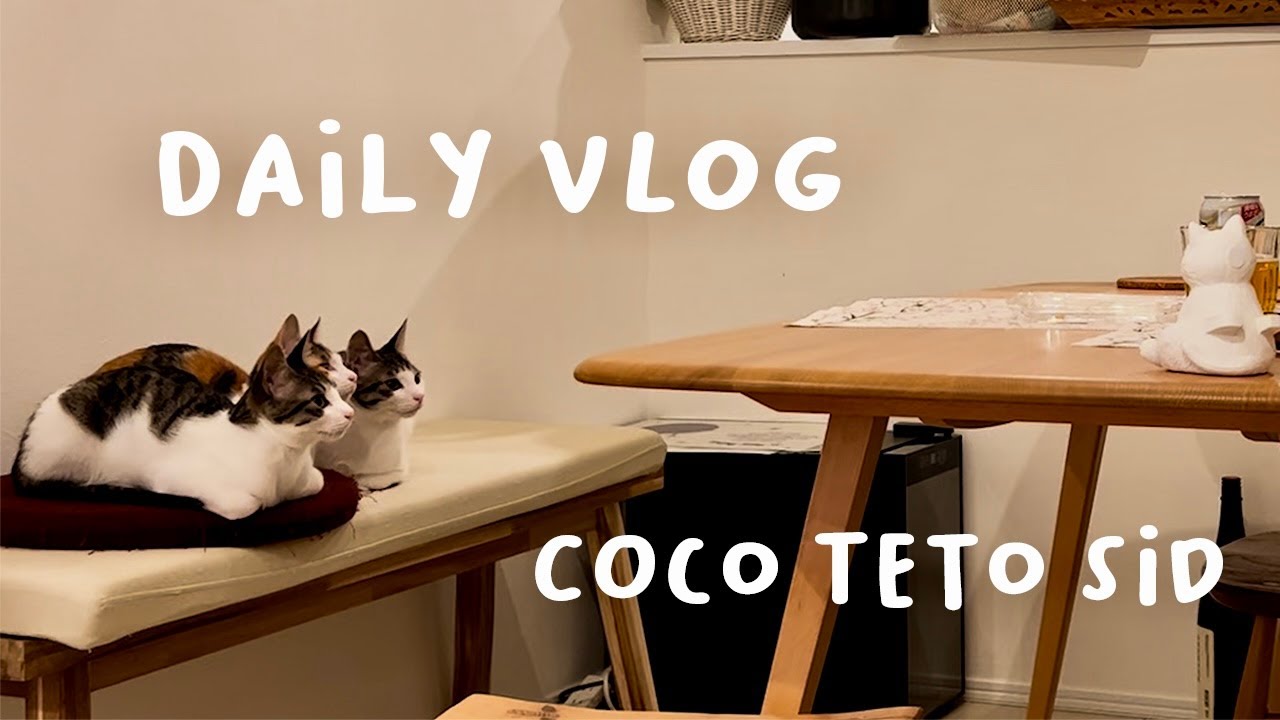 白金台/ヒトの晩酌に付き合うキャッツ/BIOTOP/東京都庭園美術館/CACAO CAT/生後6ヶ月のキャッツの日常/元保護猫