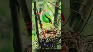 Burung Cantik Sedang Memberi Makan  birds birdnest  satwa nature