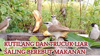 Burung KUTILANG DAN TRUCUK LIAR saling berebut makanan segar