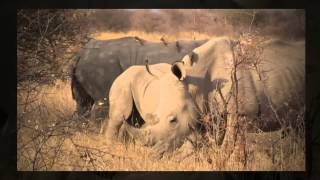 Rhulani Minute Safari - White Rhino & Oxpecker