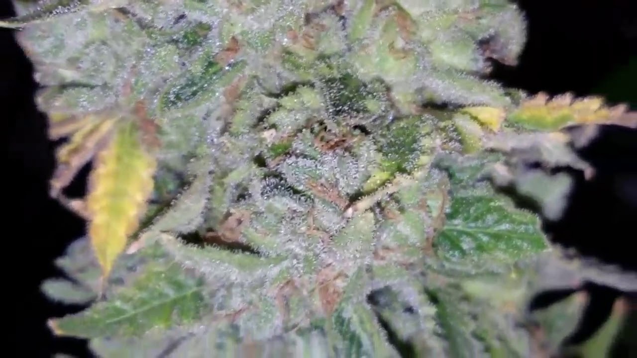Super Sour Jack Diesel HARVEST DAY!!!