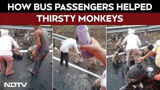 Maharashtra News | Bus Passengers Rescue Dehydrated Monkeys Amid Maharashtra Heatwave