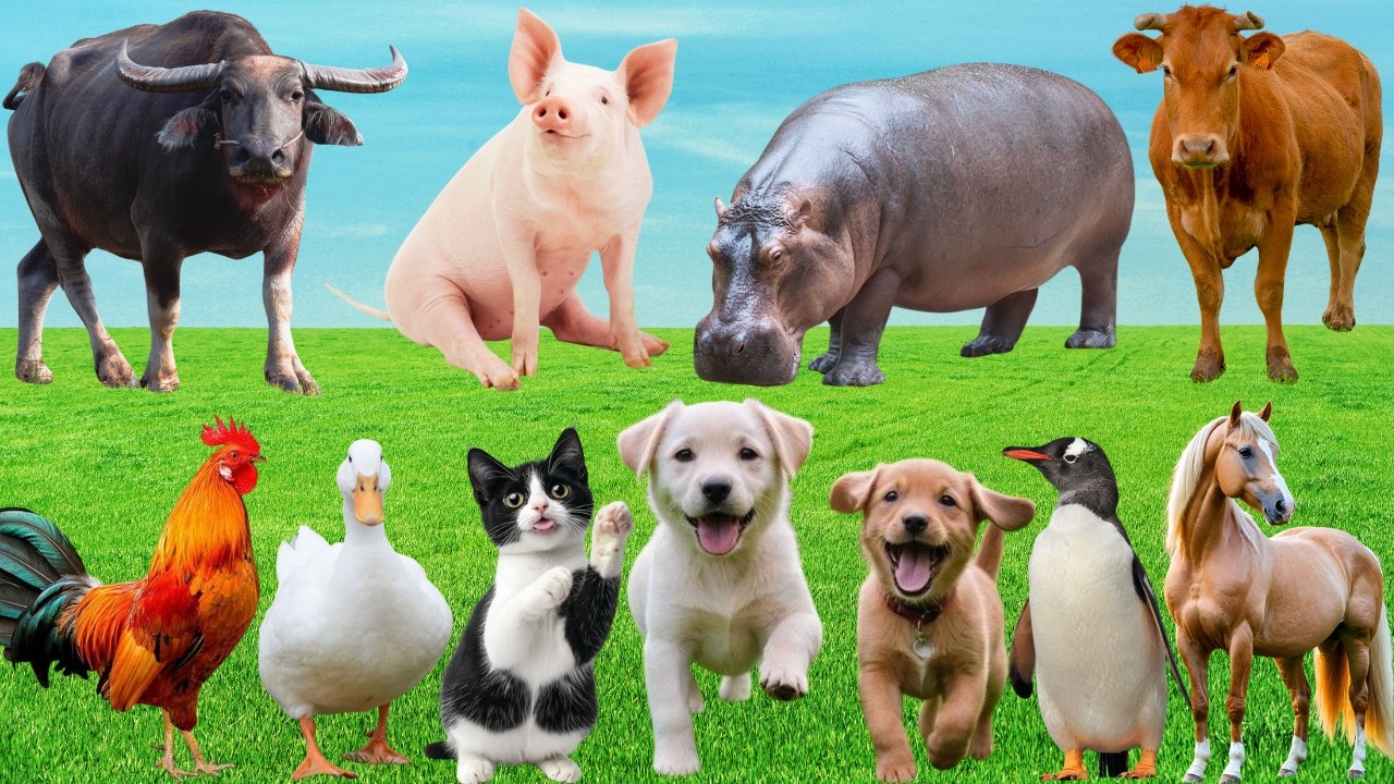 🎶Bản Nhạc Muôn Loài 