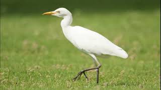 Bubulcus ibis